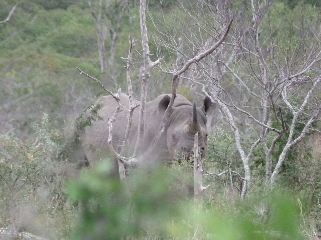 rhino au Swaziland Ewastini autotour