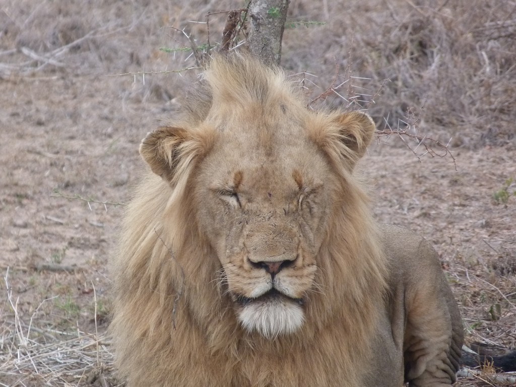 lion au Parc Kruger en Afrique du Sud autotour