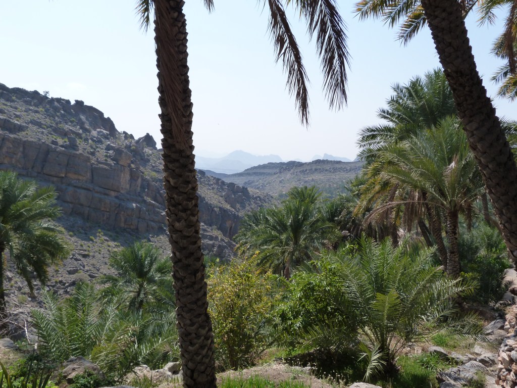 oman oasis djebel 